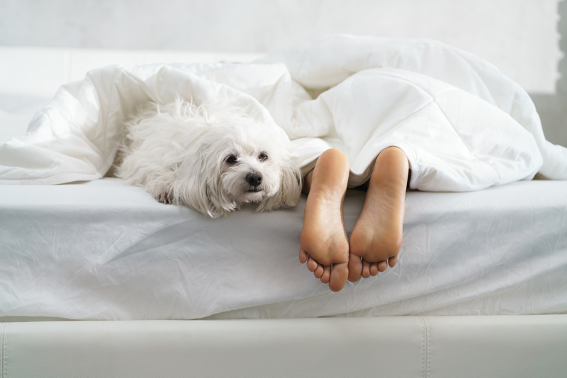 Women under covers in bed with dog.