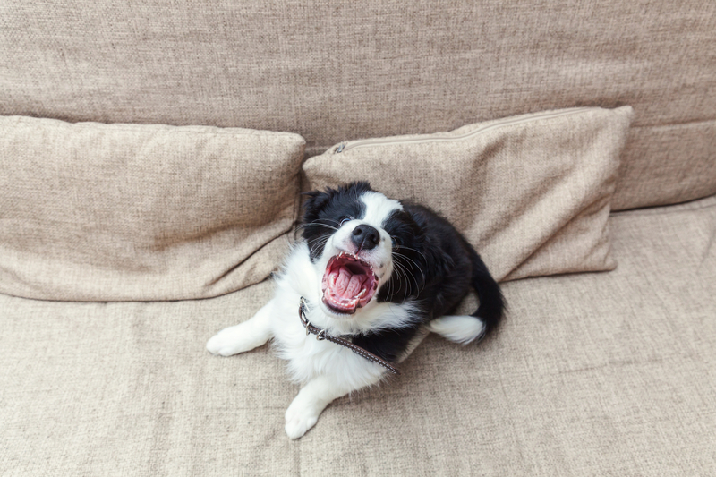 Alexa peut-elle m'informer lorsque mon chien aboie?